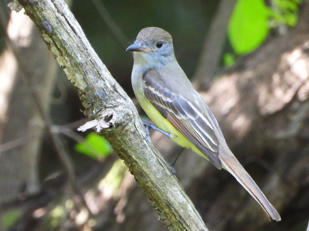 Great Crested Flycatcher - ML645114323