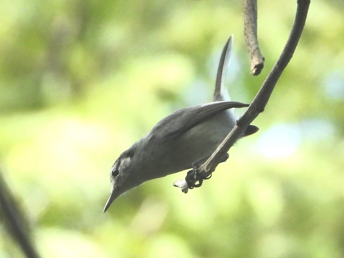 White-browed Gnatcatcher - ML645114357