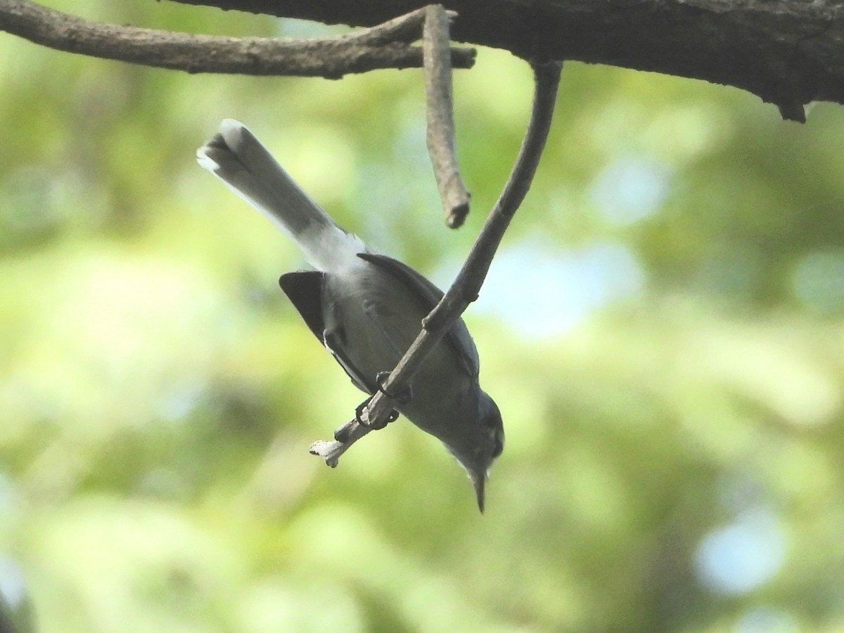 White-browed Gnatcatcher - ML645114358