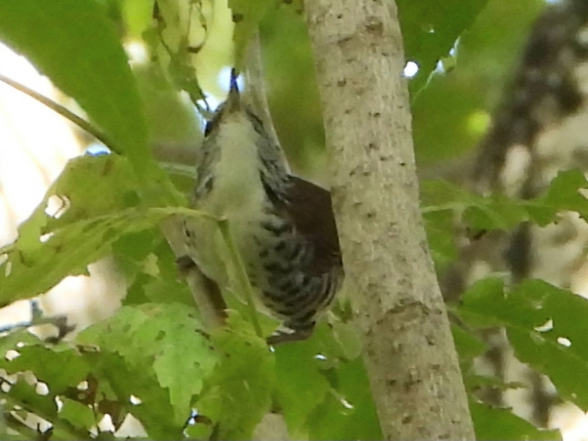 Banded Wren - ML645114375