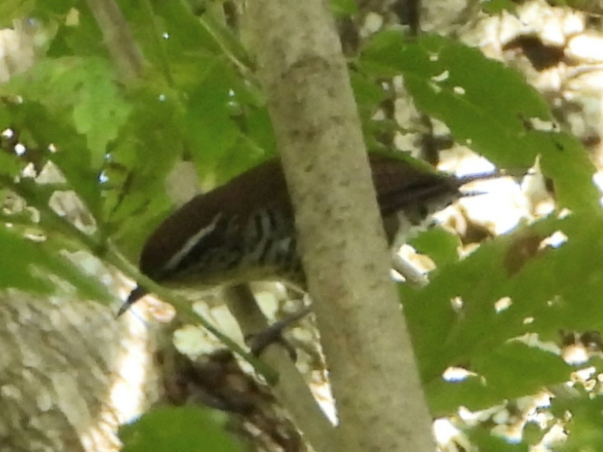 Banded Wren - ML645114376