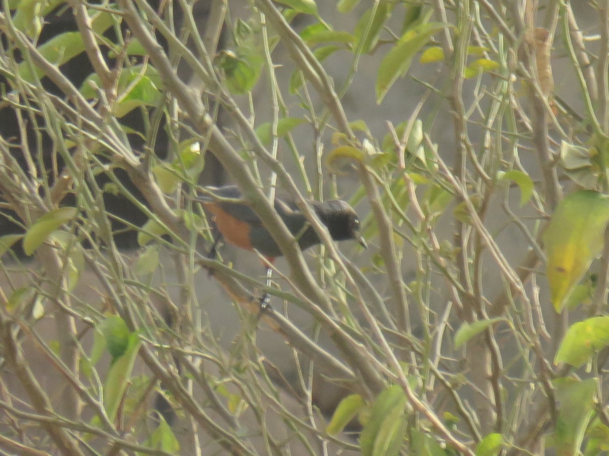 Choucador à ventre roux - ML645114385