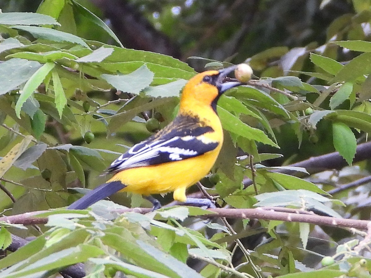 Streak-backed Oriole - ML645114393