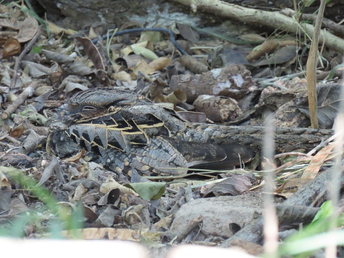 pauraquenattravn - ML645114402