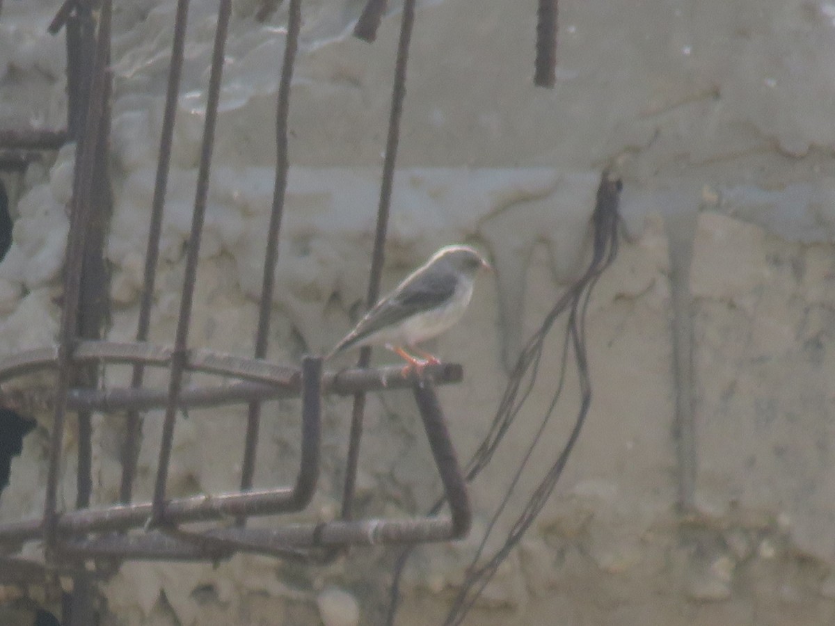 White-rumped Seedeater - ML645114405