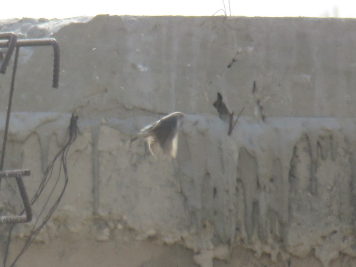 White-rumped Seedeater - ML645114406