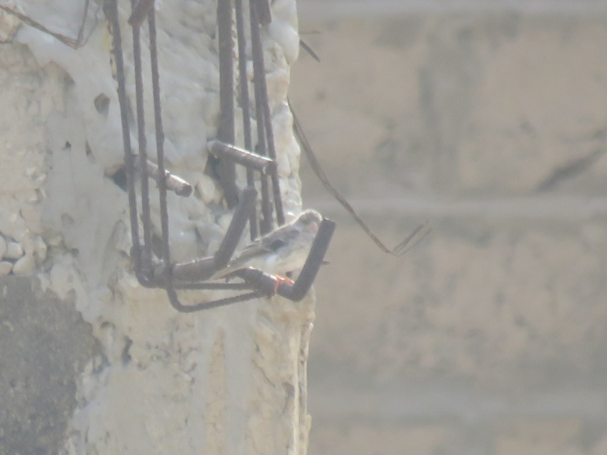 White-rumped Seedeater - ML645114407