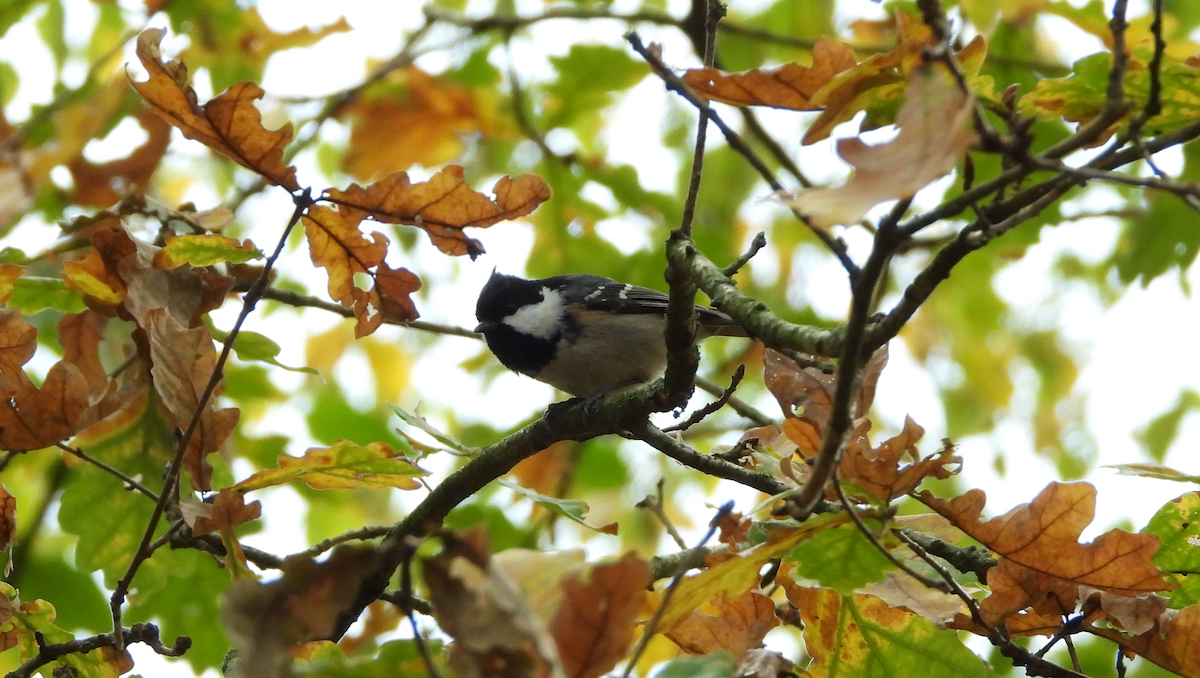 Cincia mora - ML645114409