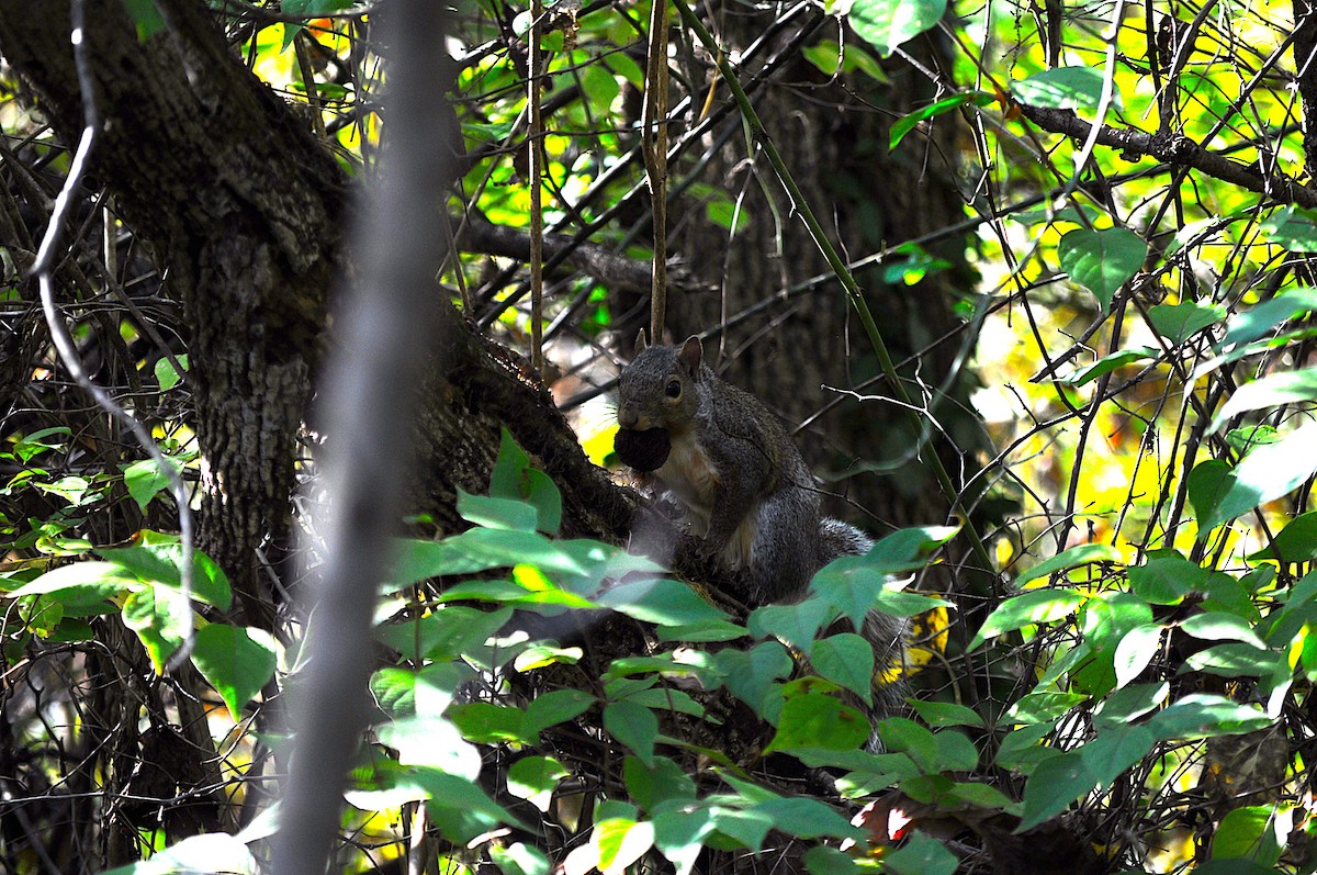 Animals - ML645114454