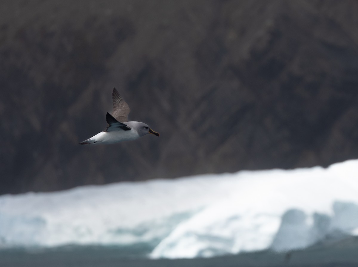 Boz Başlı Albatros - ML645114455