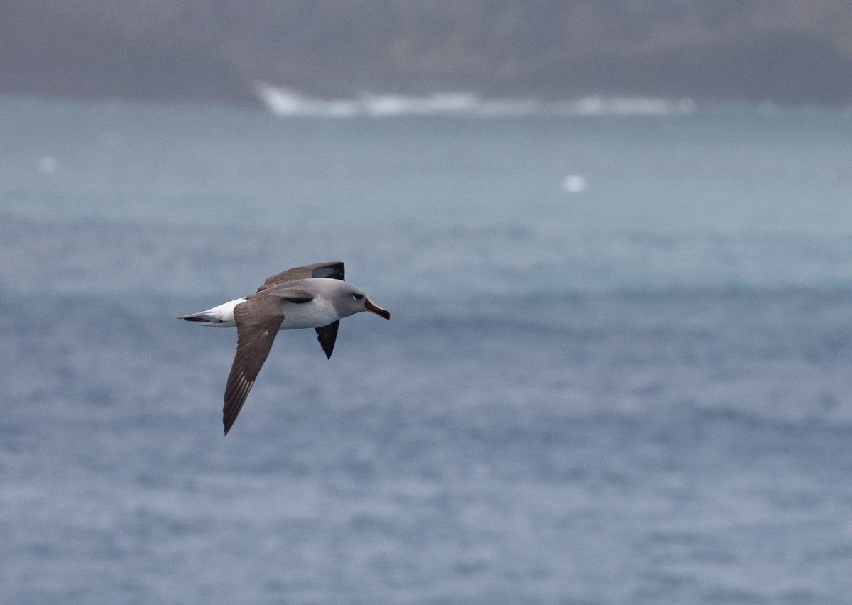 Boz Başlı Albatros - ML645114456