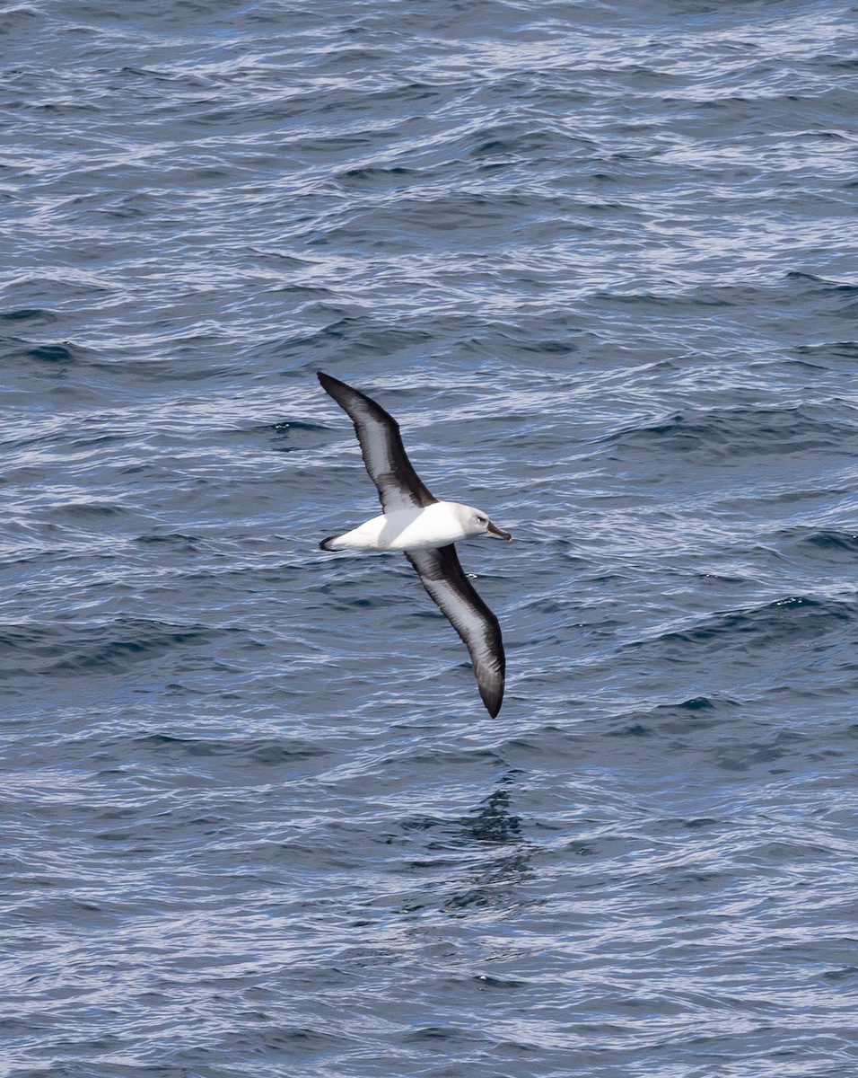 Boz Başlı Albatros - ML645114457