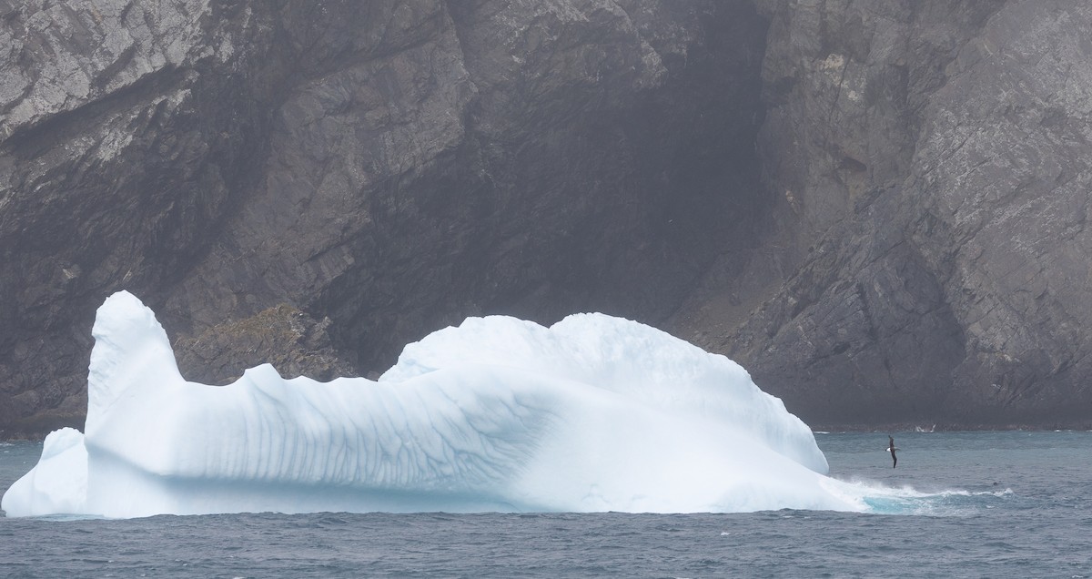 Boz Başlı Albatros - ML645114458