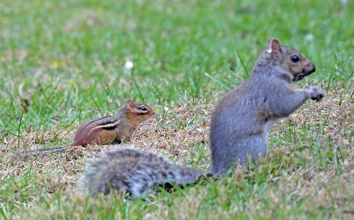 Eastern Gray Squirrel - ML645114463