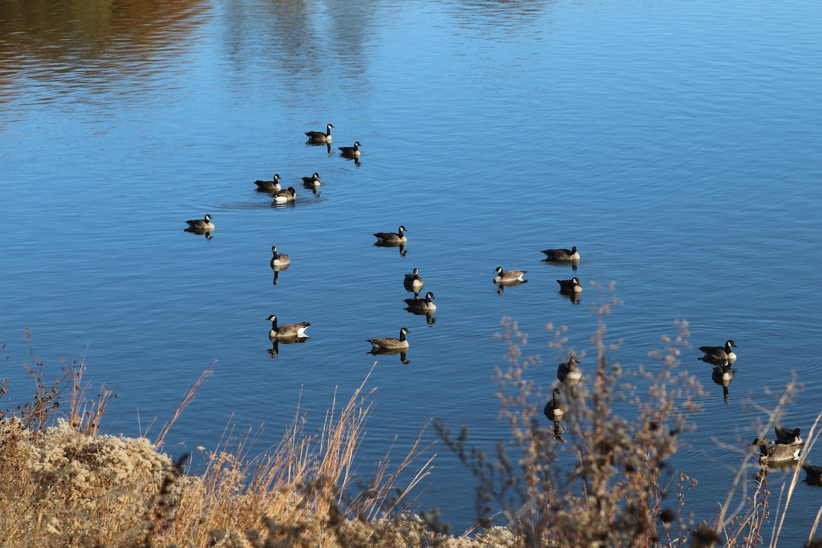 berneška velká - ML645114465