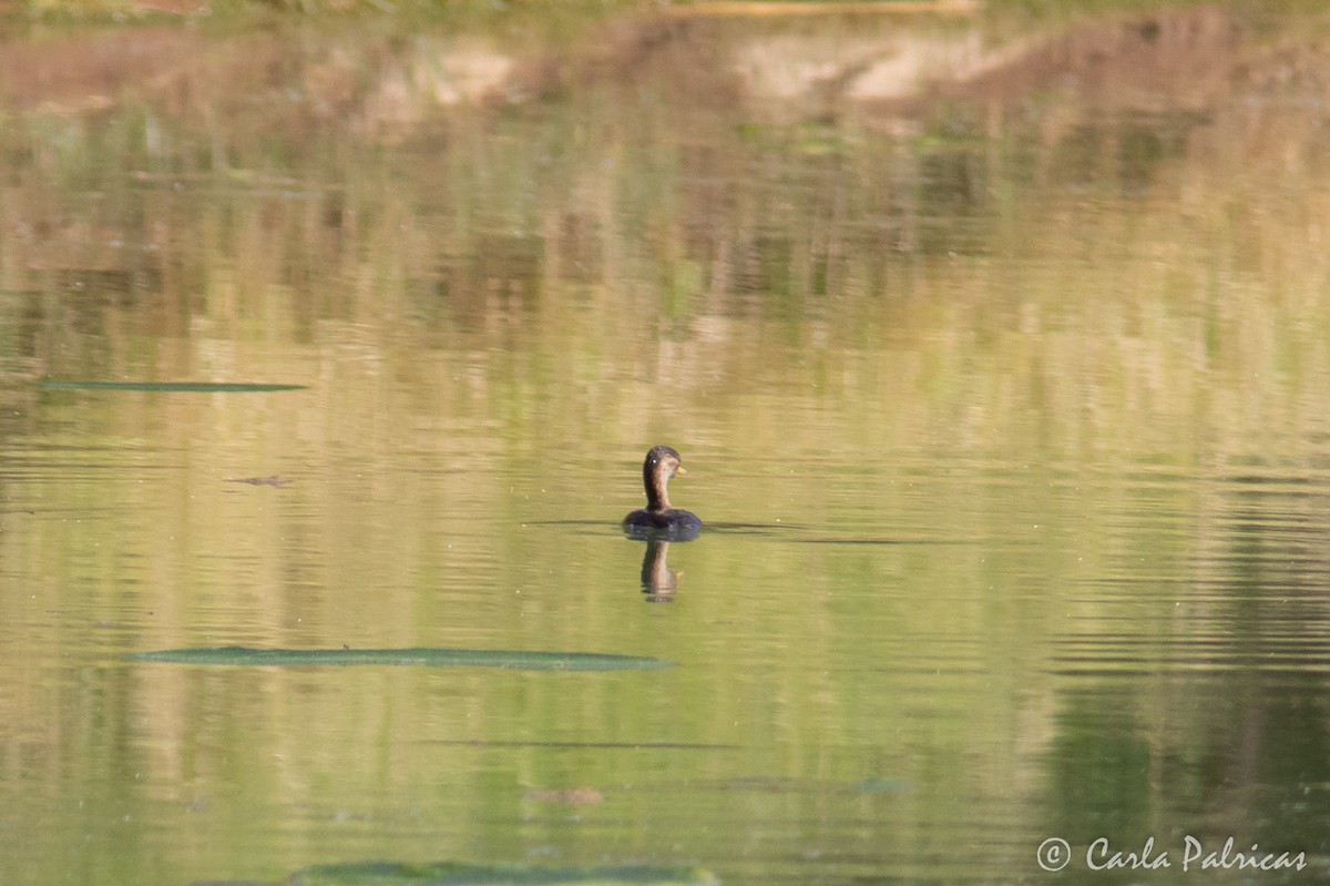 Little Grebe - ML645114515