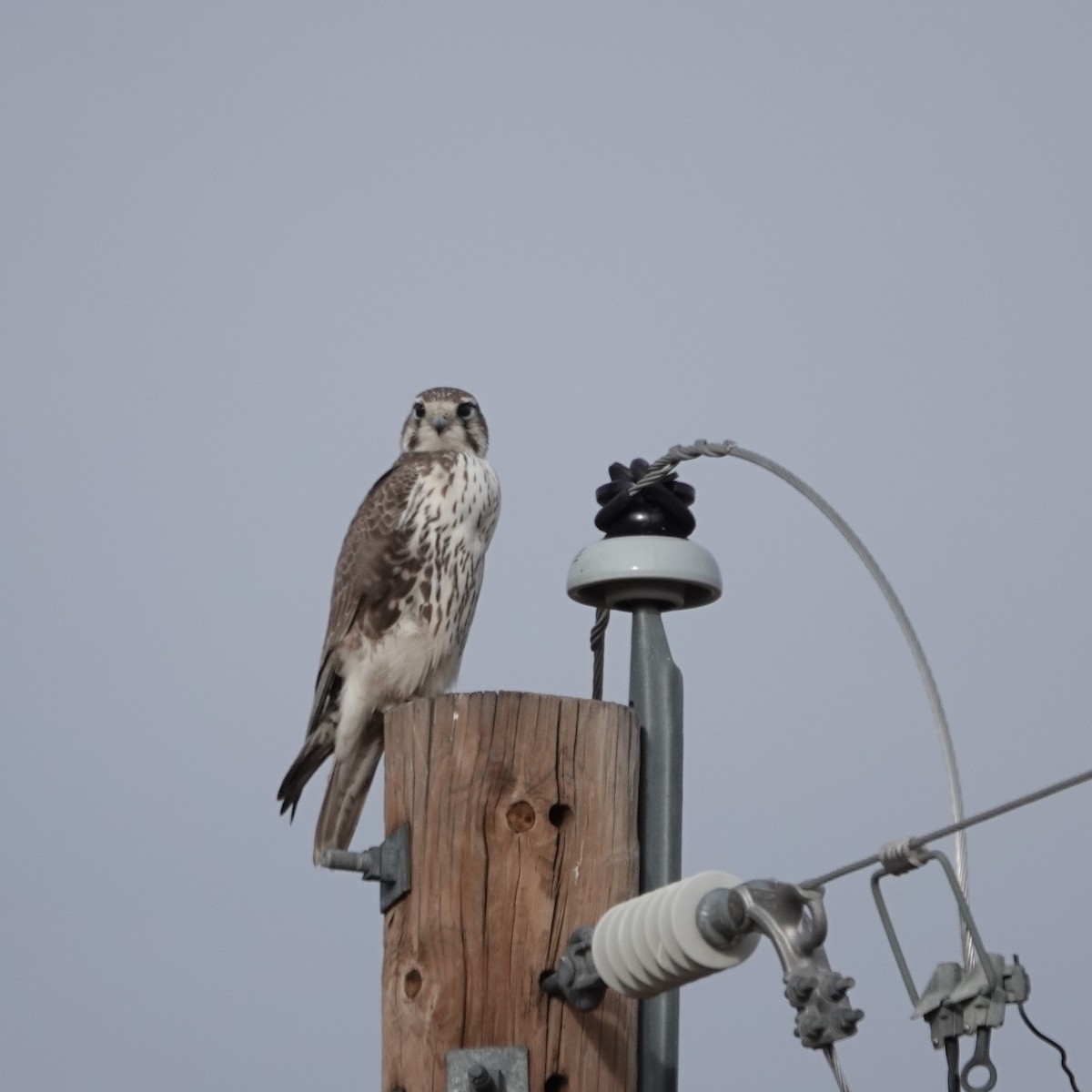Prairie Falcon - ML645114521