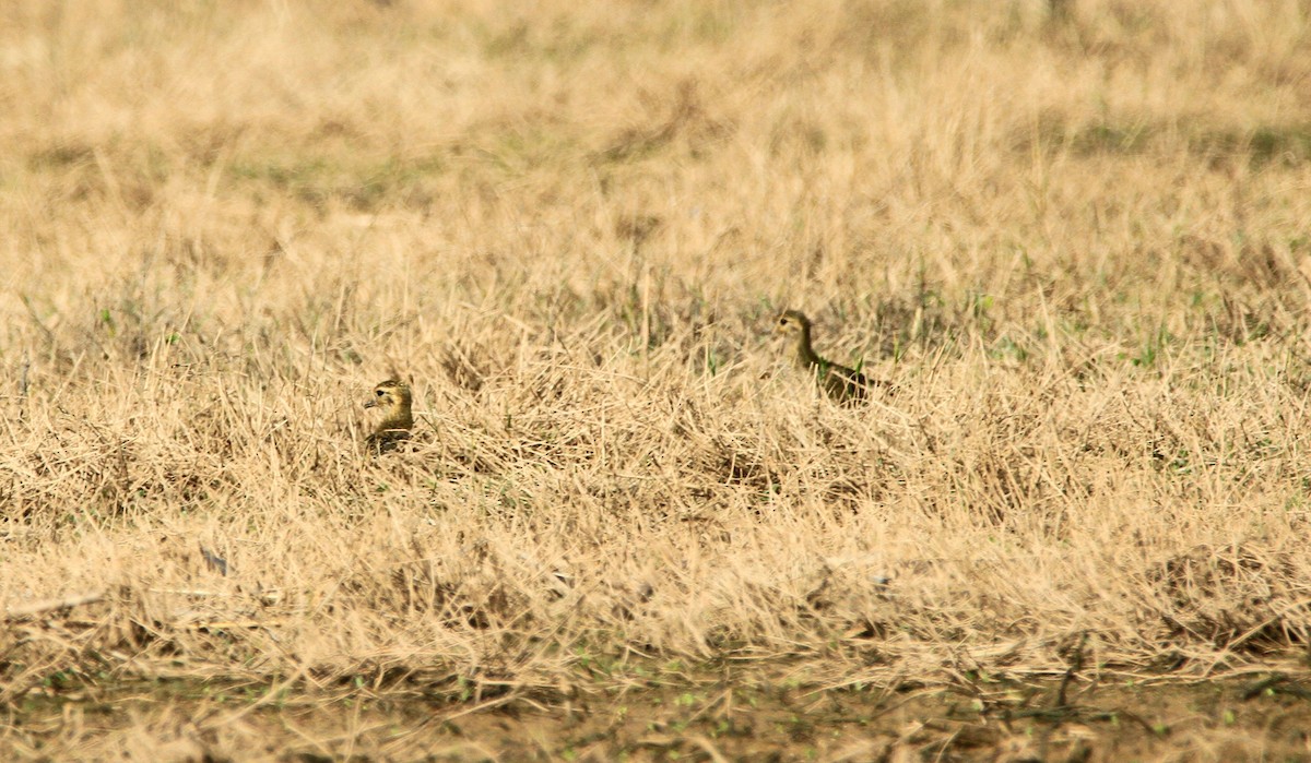 European Golden-Plover - ML645114522