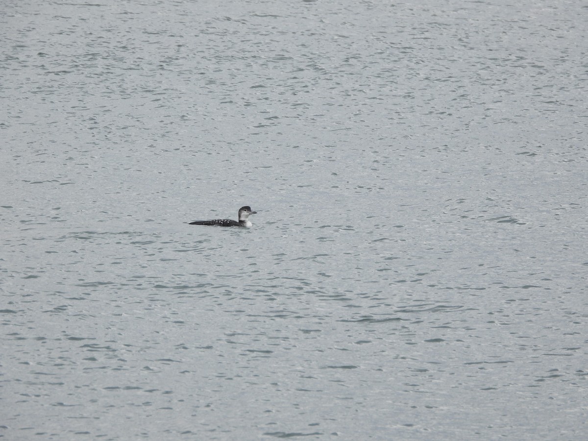 potáplice lední - ML645114523