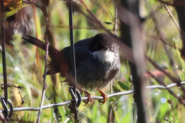 Sardinian Warbler - ML645114525