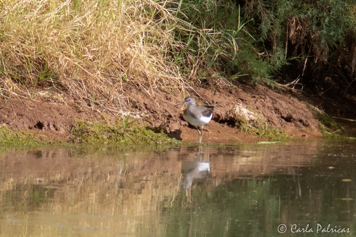 Green Sandpiper - ML645114531