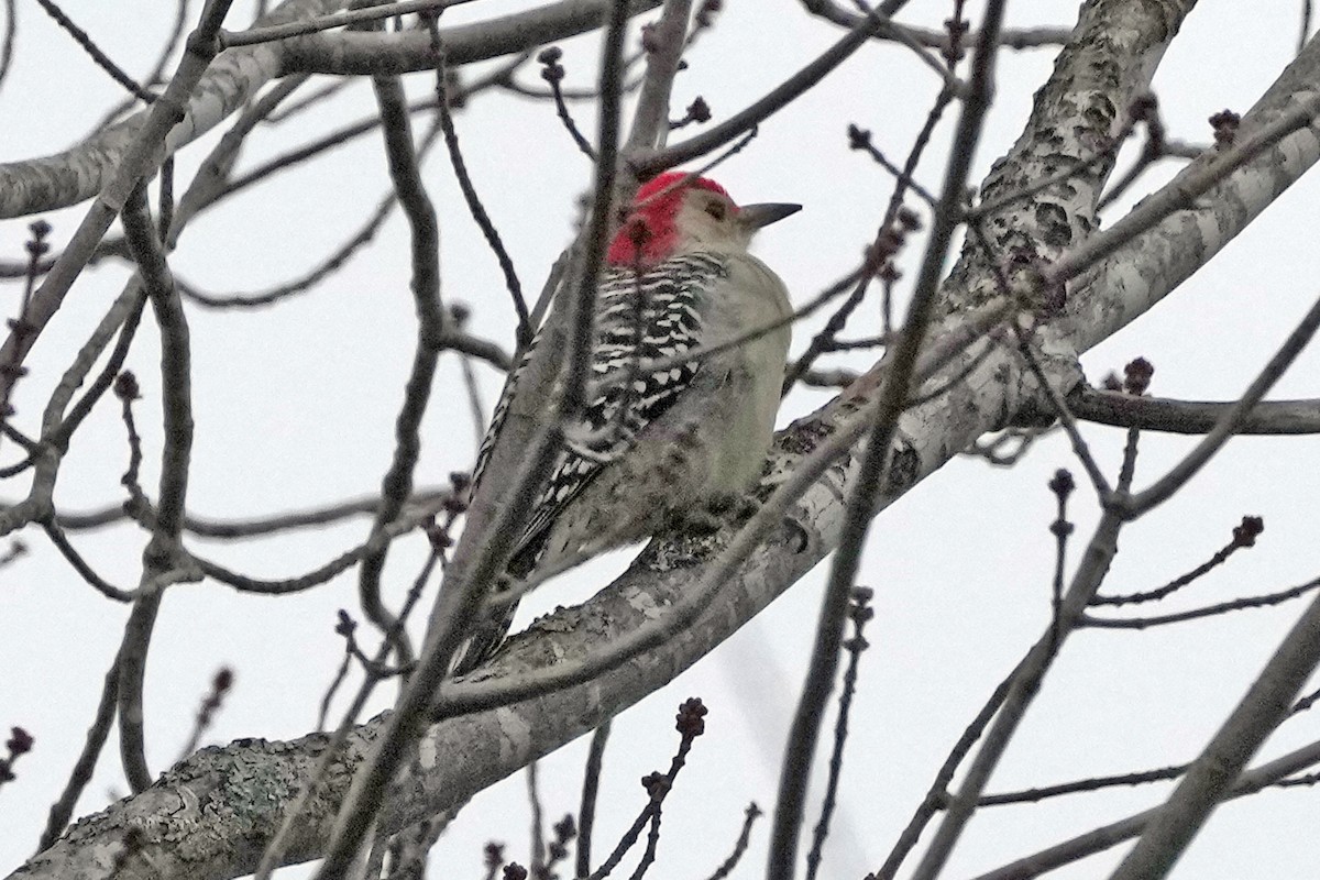 Red-bellied Woodpecker - ML645114536