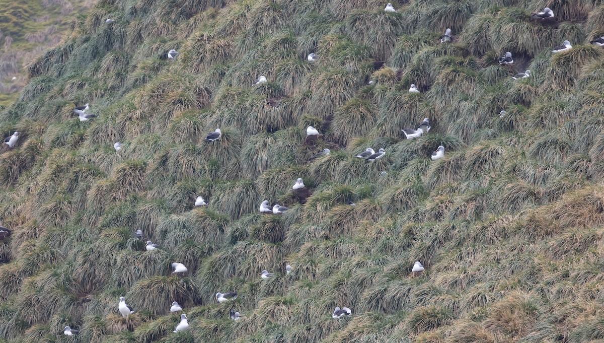 Boz Başlı Albatros - ML645114538