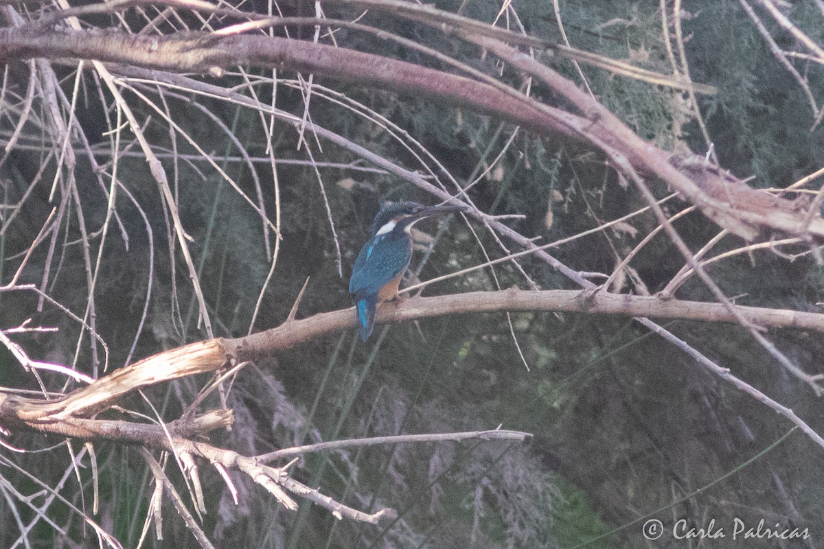 Common Kingfisher - ML645114547