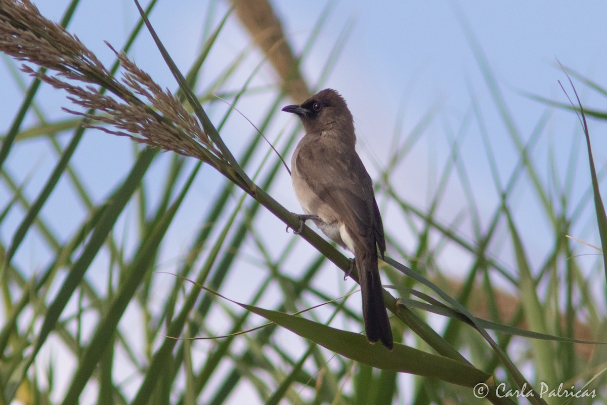 Common Bulbul - ML645114552