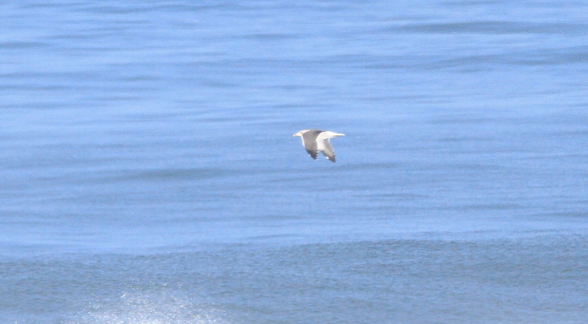 ニシセグロカモメ - ML645114553