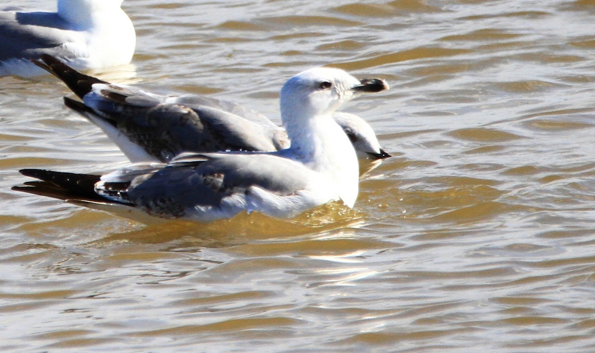 ニシセグロカモメ - ML645114554