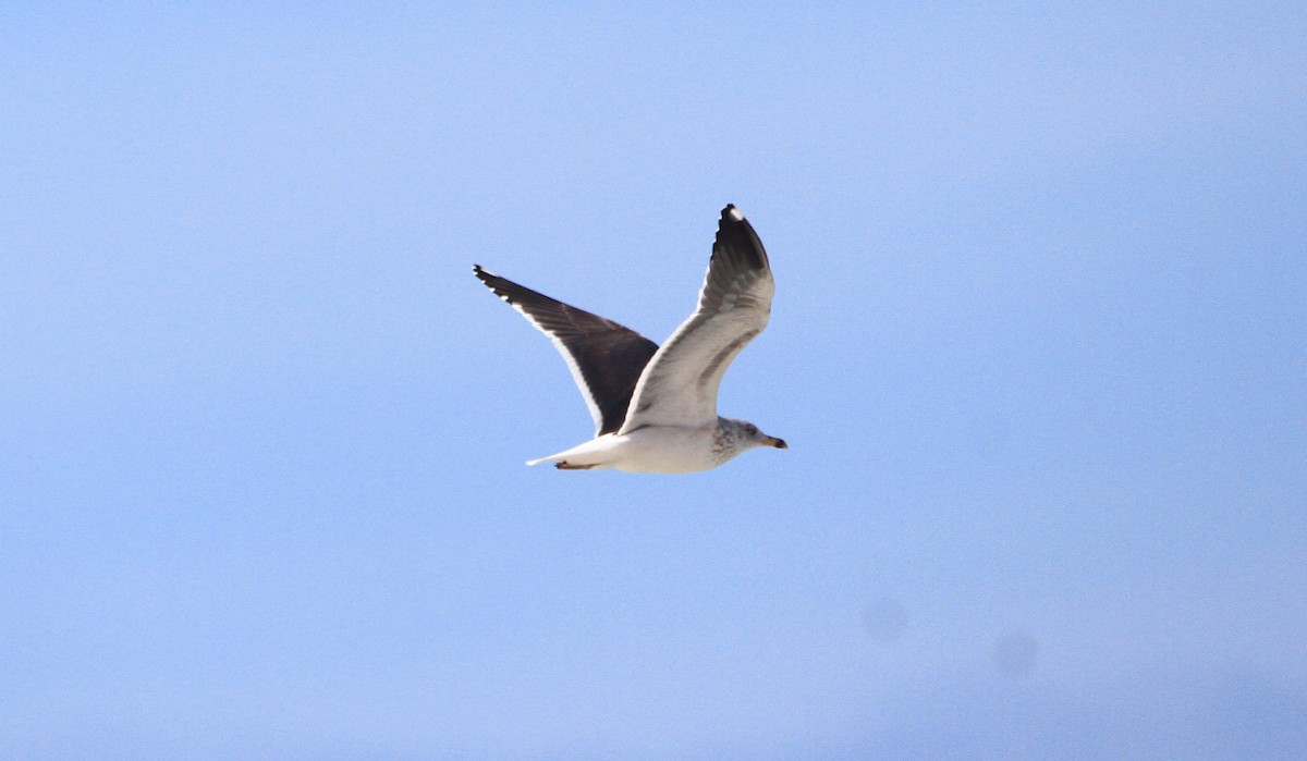 ニシセグロカモメ - ML645114555