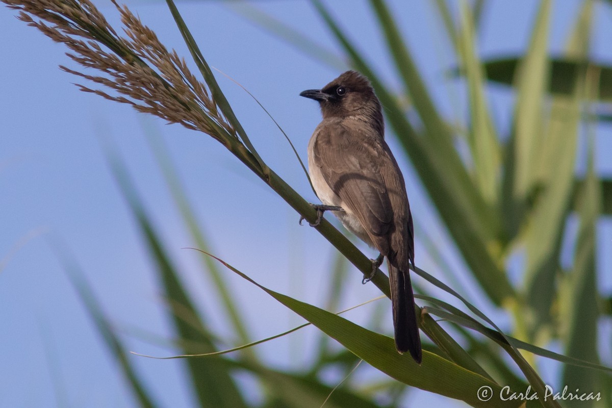 Common Bulbul - ML645114556