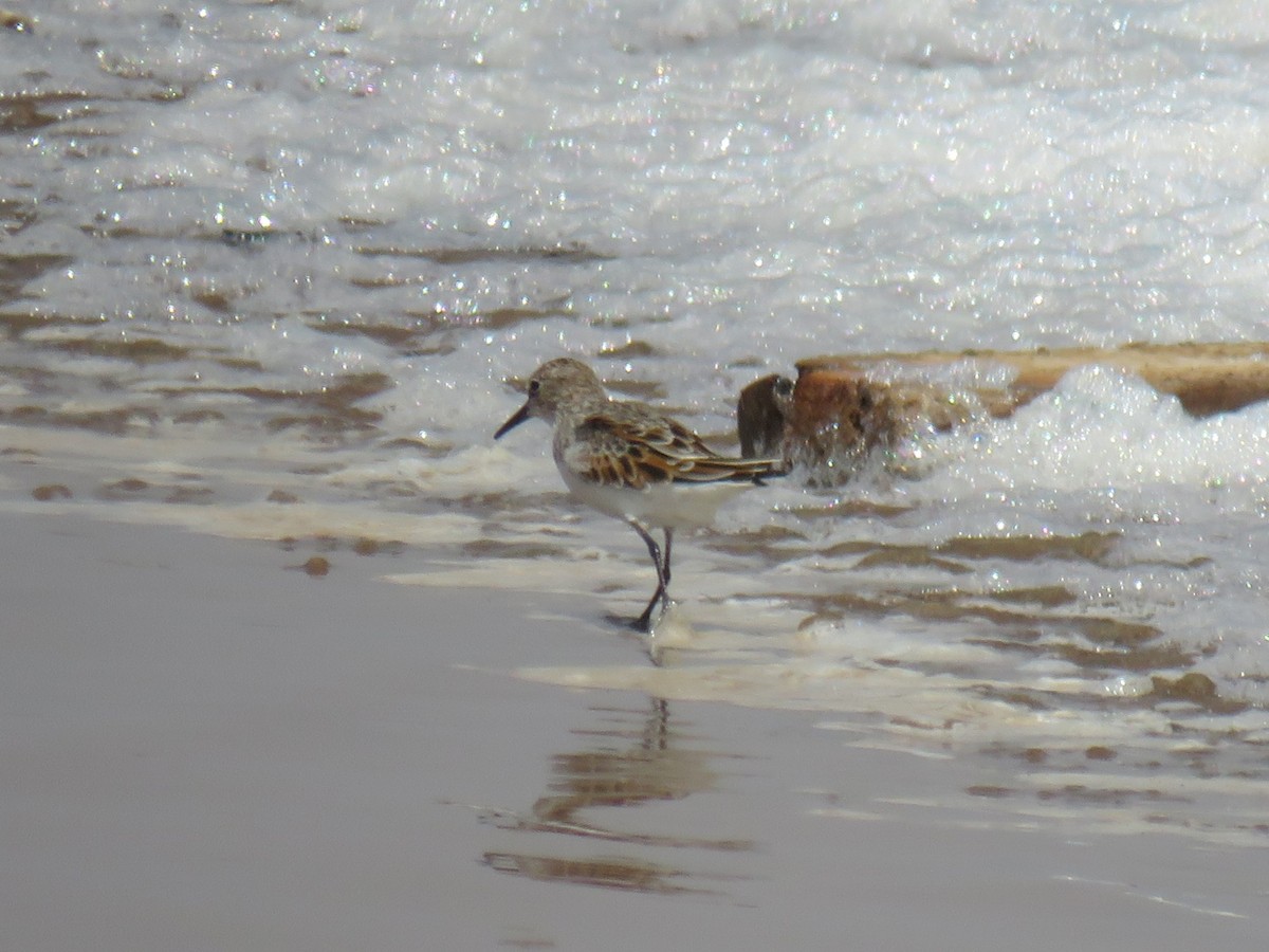 Little Stint - ML645114562