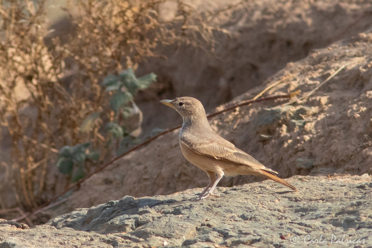 Desert Lark - ML645114563