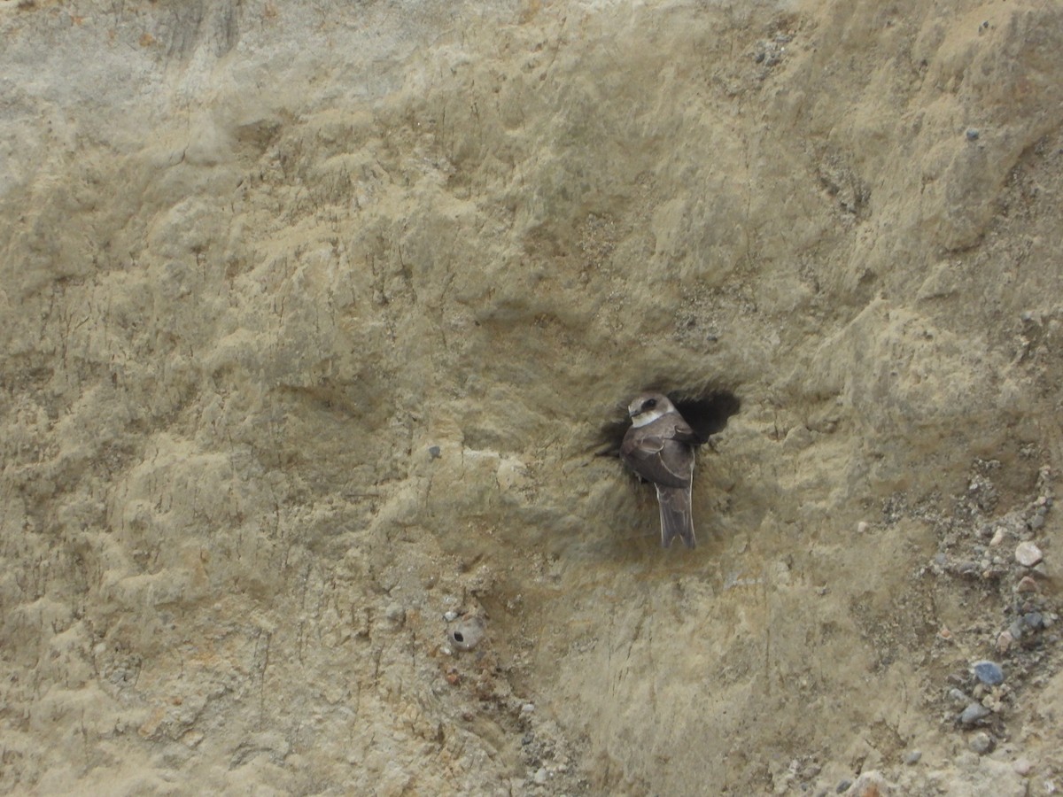 Bank Swallow - ML645114603