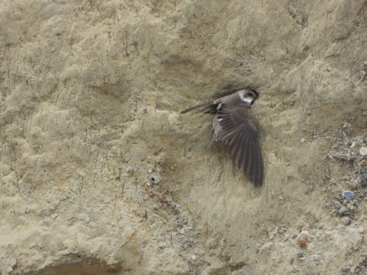 Bank Swallow - ML645114615