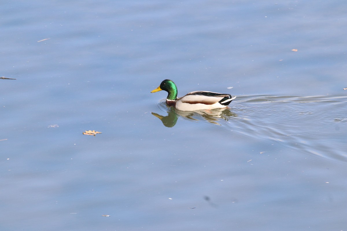 Mallard - ML645114620