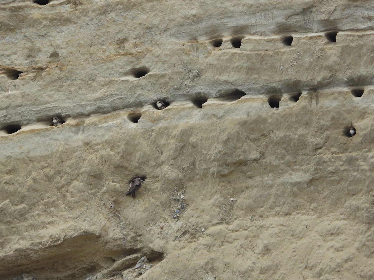 Bank Swallow - ML645114621