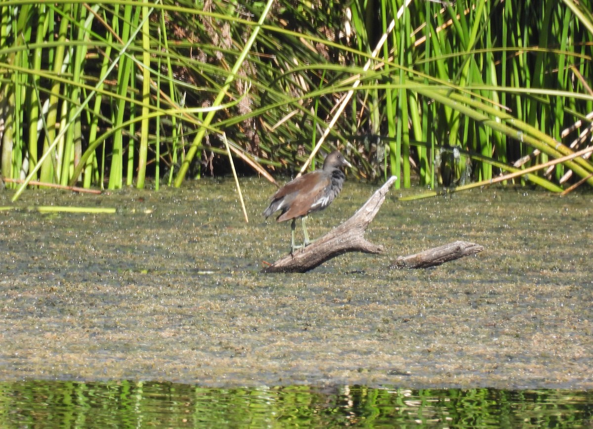 アメリカバン - ML645114623