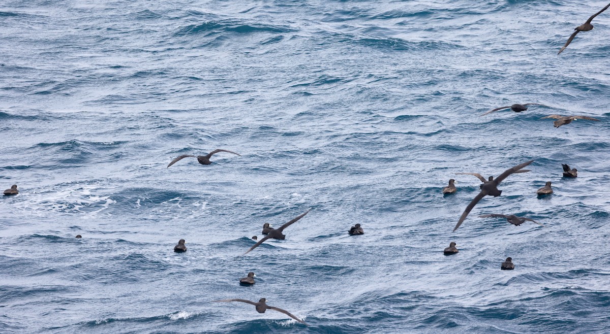 White-chinned Petrel - ML645114629