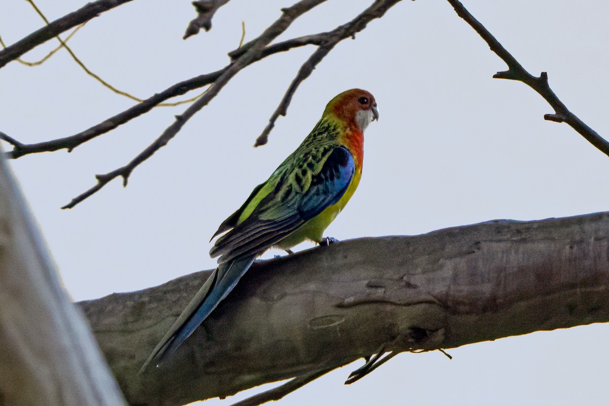 Eastern Rosella - ML645114634