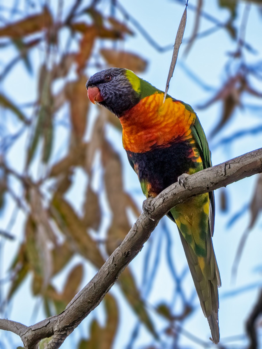 Rainbow Lorikeet - ML645114637