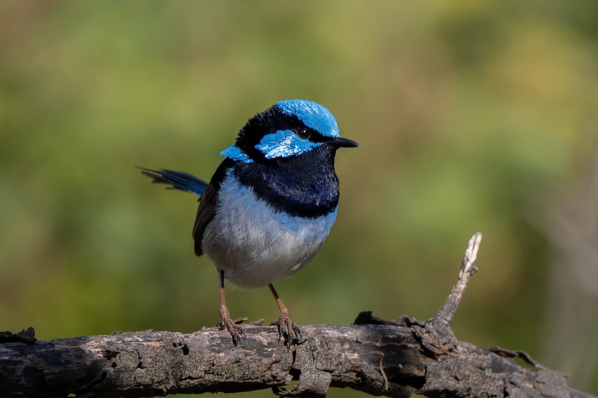 Superb Fairywren - ML645114640