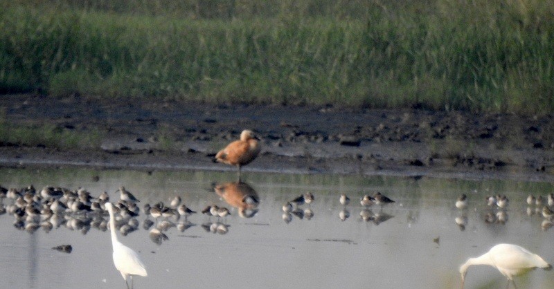 Огарь - ML645114641