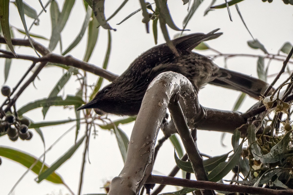 Little Wattlebird - ML645114647