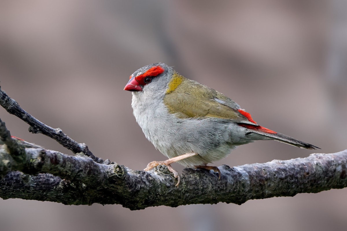 Red-browed Firetail - ML645114650