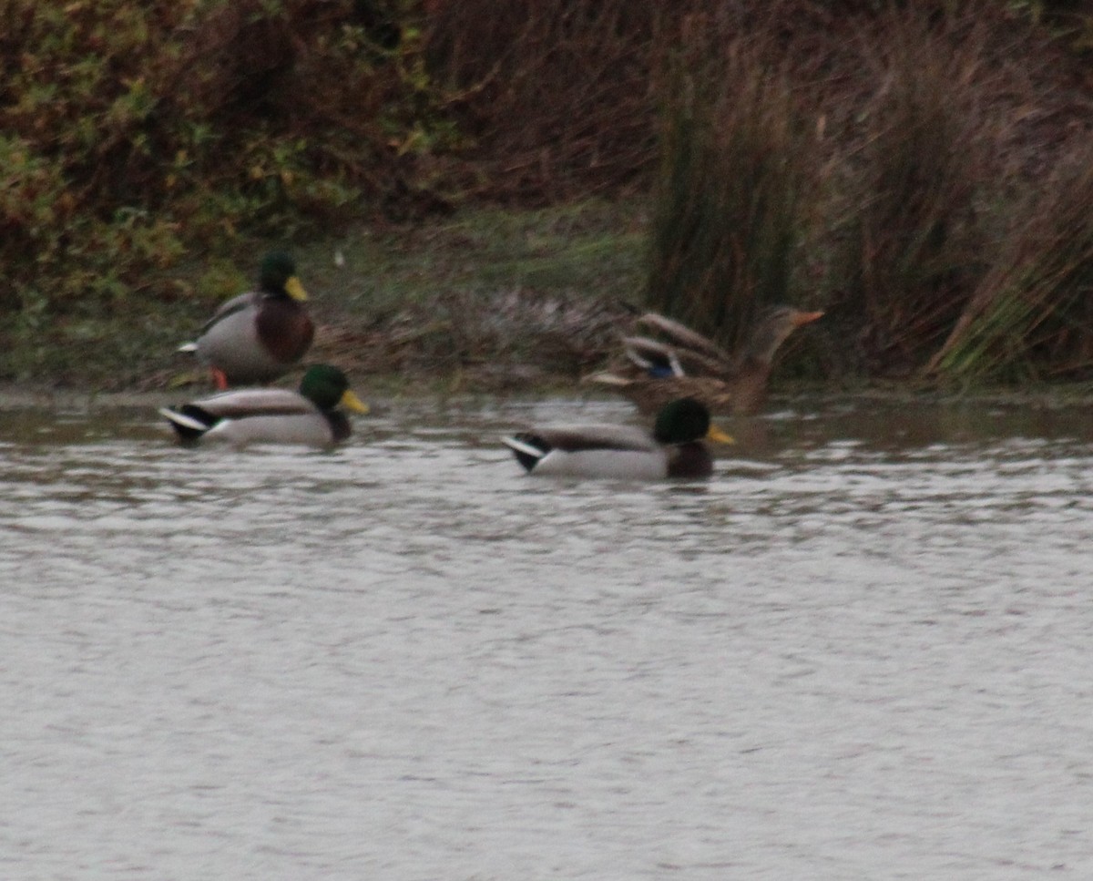 kachna divoká - ML645114653