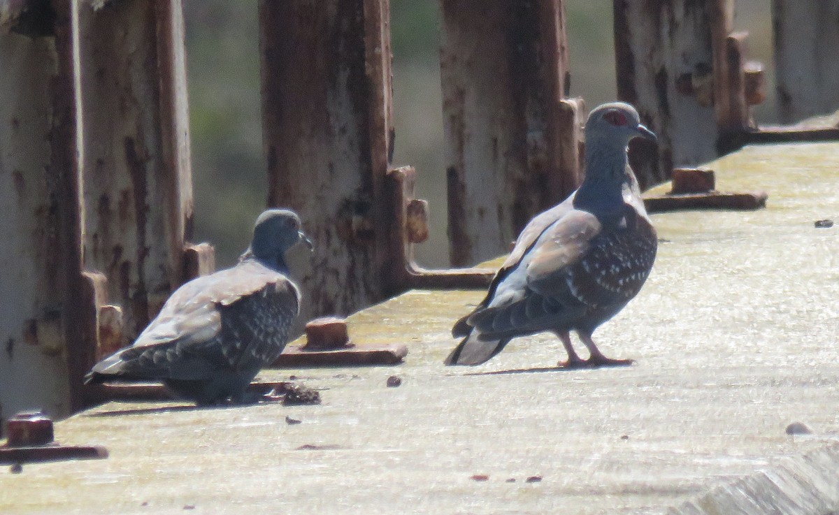 Paloma de Guinea - ML645114665