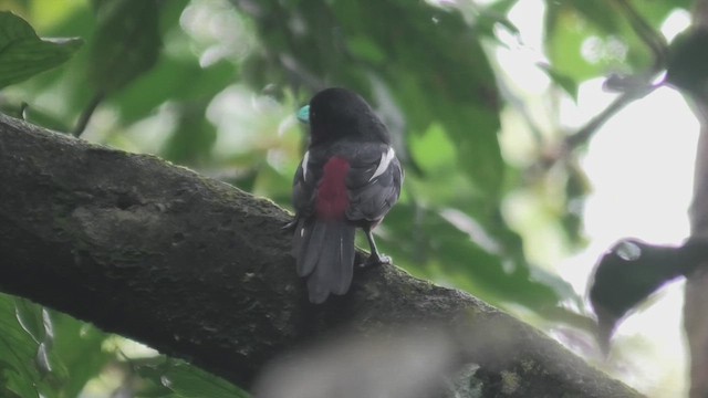 Black-and-red Broadbill (Black-and-red) - ML645114673